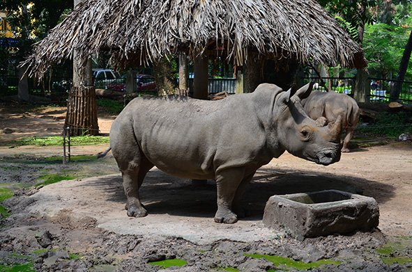 Ceratotherium simum at the Saigon zoo