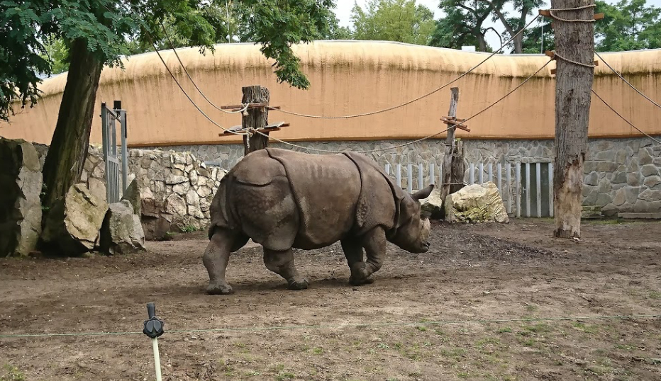 Indian rhinoceros at the Wroclaw Zoo (Poland)