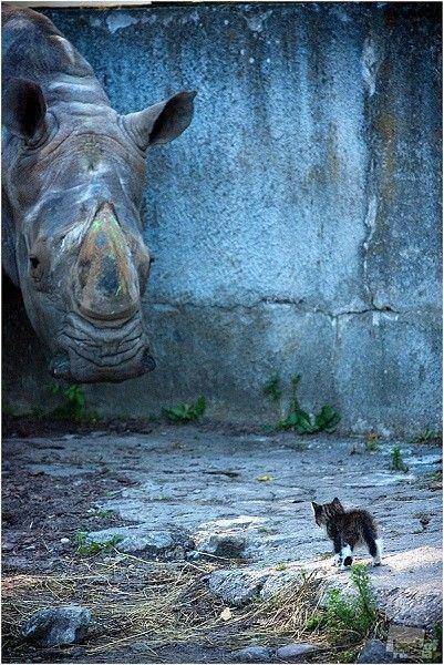 Rhino and the cat
