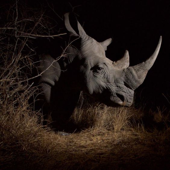 A white rhinoceros in the wild