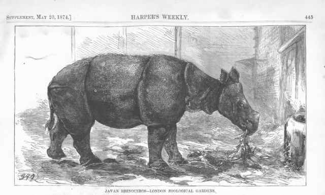 Javan rhino in London, Harper’s