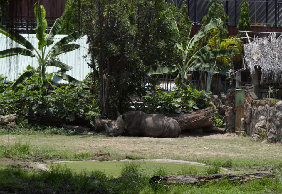 The Saigon Zoo & Botanical Garden white rhinoceros