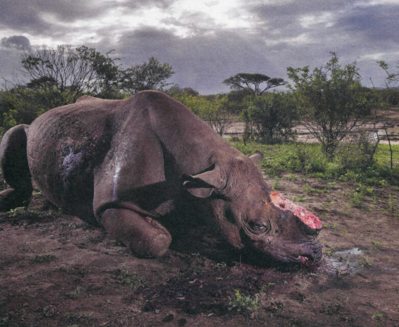 Memorial to a species by Brent Stirton