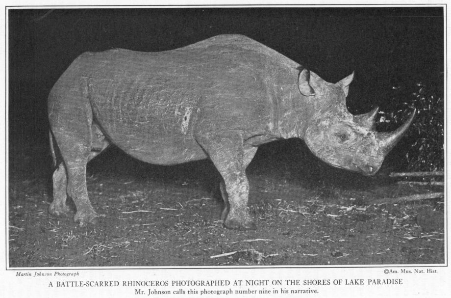Battle scarred rhinoceros
