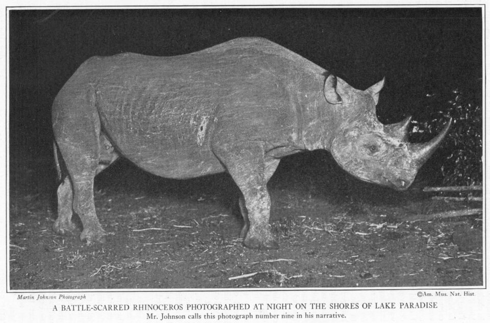 Battle scarred rhinoceros