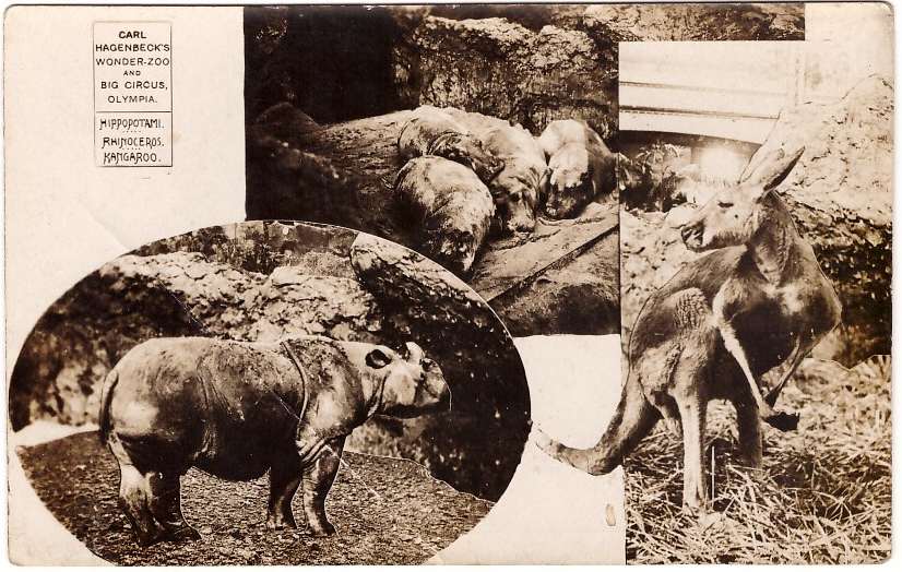 Hagenbeck 1911 postcard