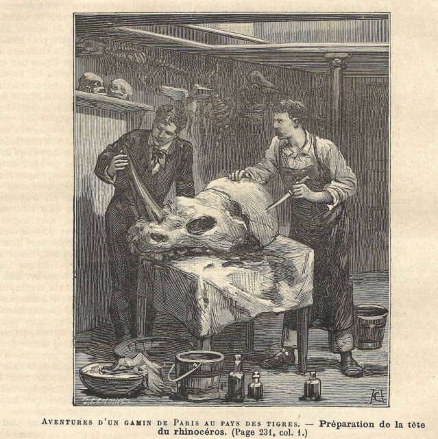 Preparing rhino head