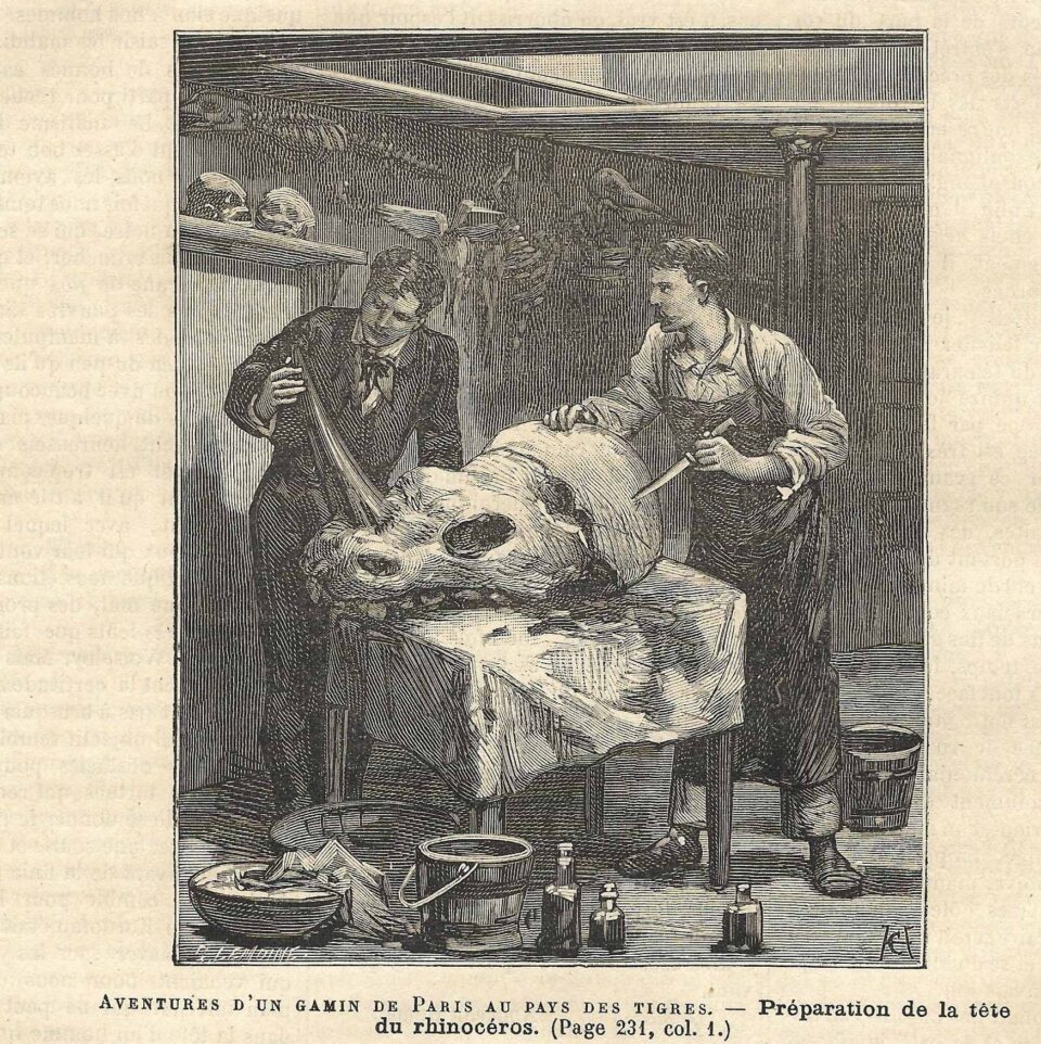 Preparing rhino head