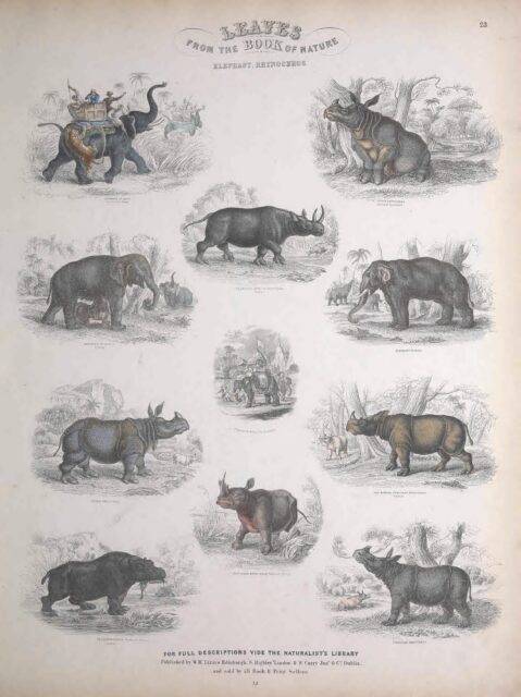 Jardine Book of Nature