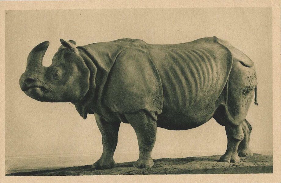 Rhinoceros unicornis in Berlin