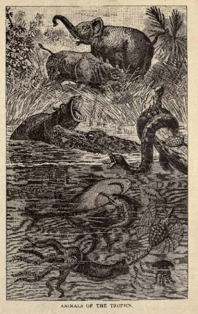 Animals of the Tropics 1887