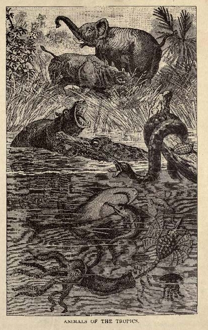 Animals of the Tropics 1887