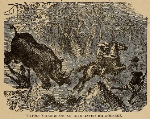 Infuriated rhinoceros