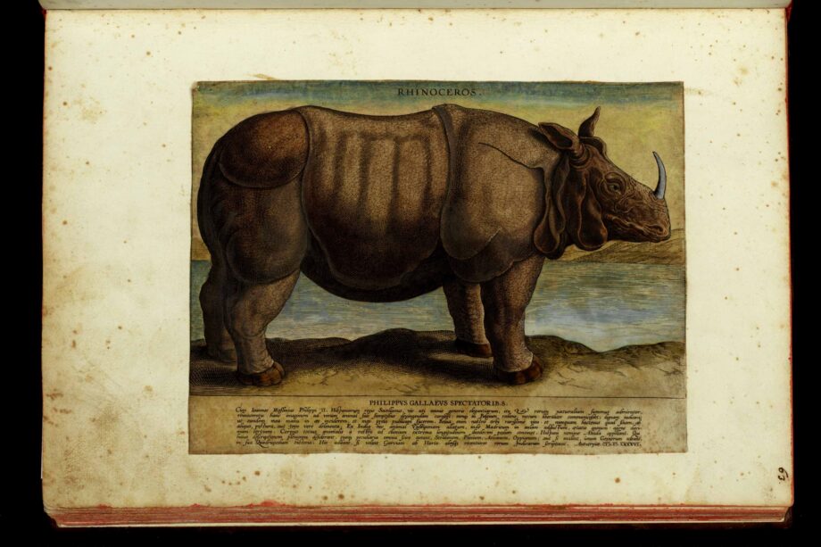 Galle’s rhinoceros 1586