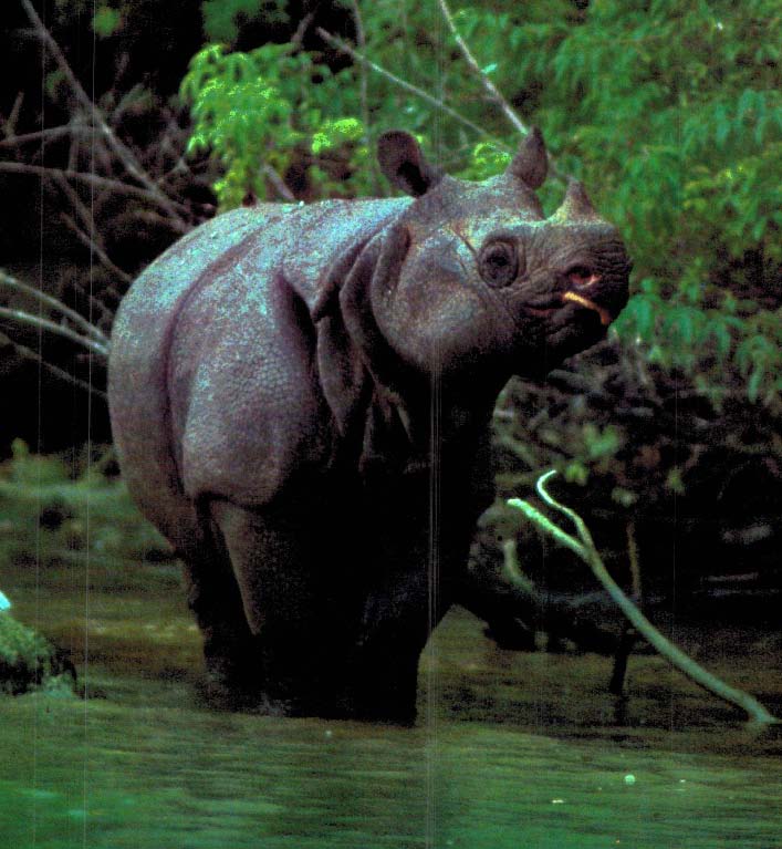 Javan rhino 1982
