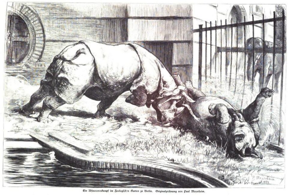 Rhino fight Berlin 1881