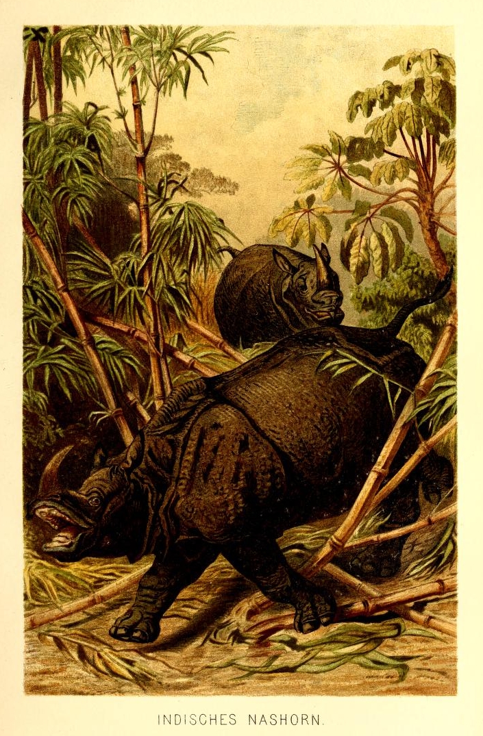 Brehm Indian rhinoceros