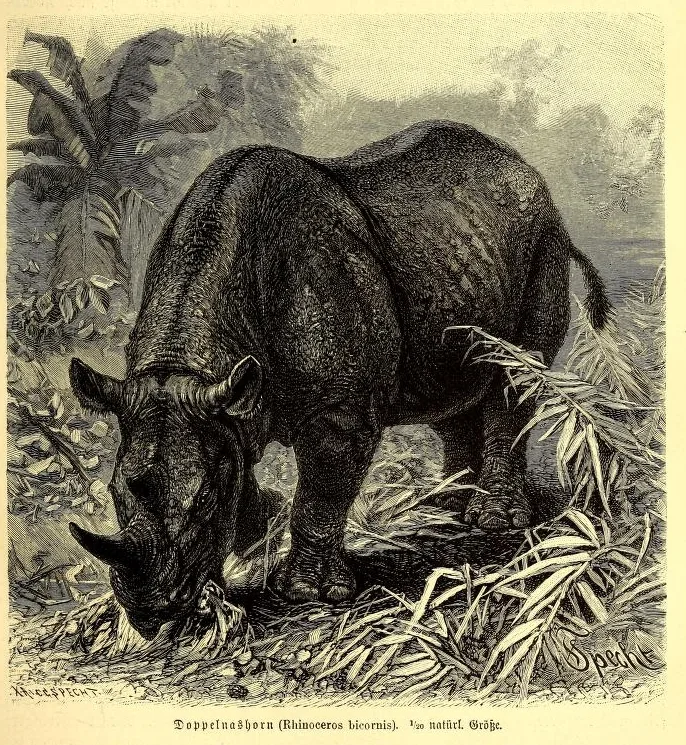 Brehm Doppelnashorn