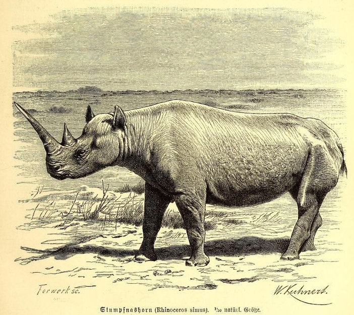 Brehm Stumpfnashorn