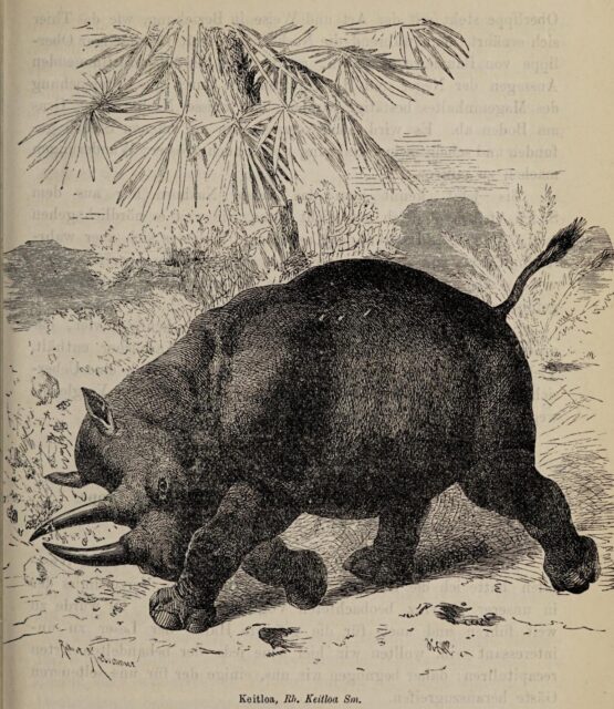 Noll Rhinoceros Keitloa