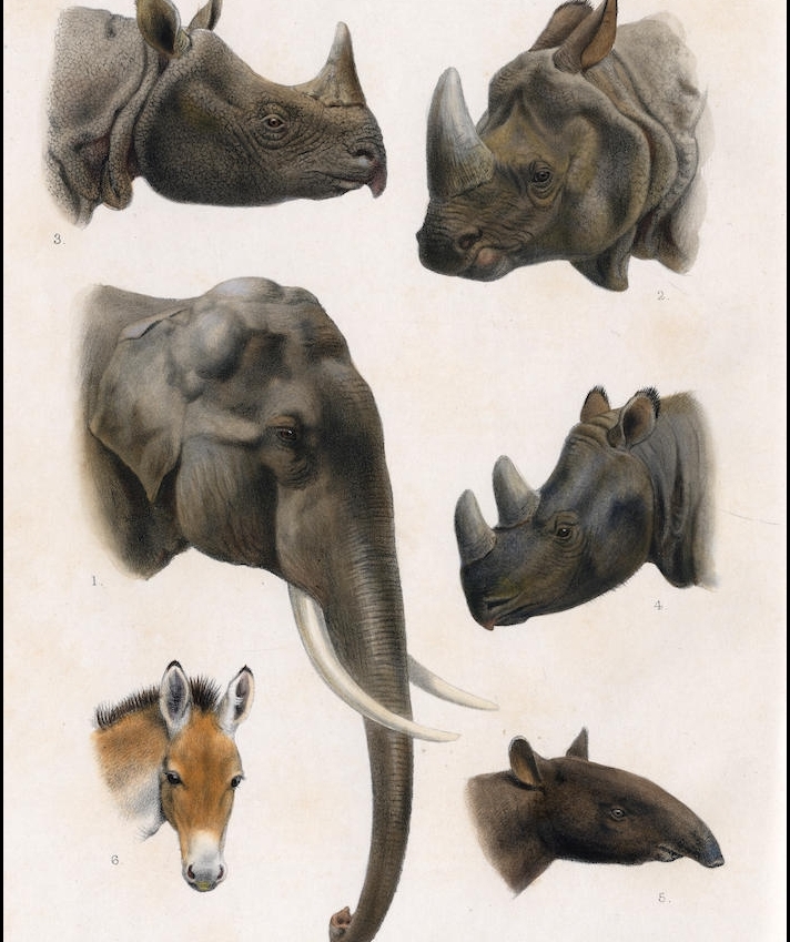 Lydekker Rhino Heads
