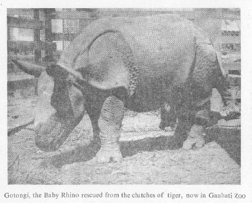 Gotongi in Gauhati Zoo
