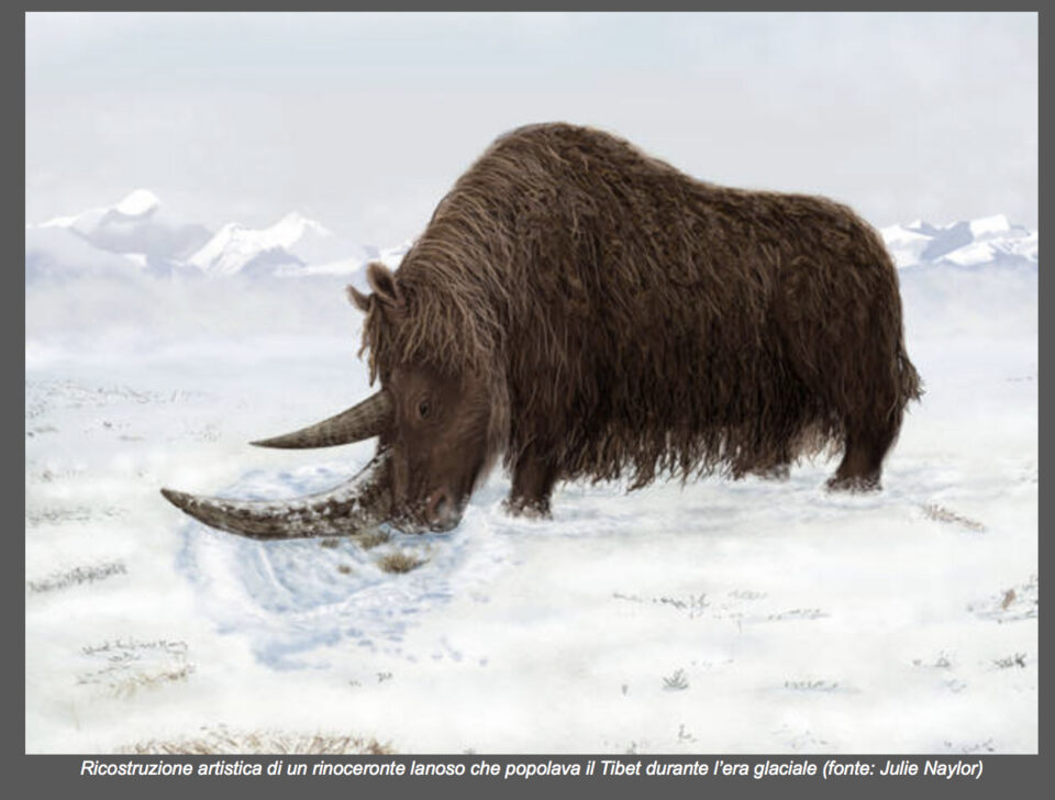 Reconstruction of Coelodonta thibetana