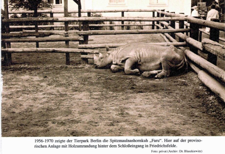 Tierpark Berlin black rhino 1956-1970