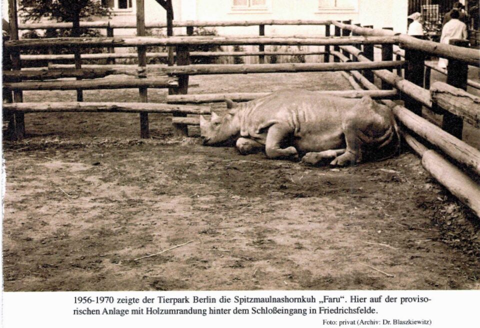 Tierpark Berlin black rhino 1956-1970
