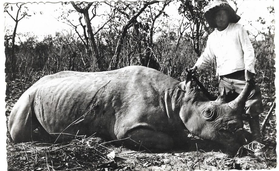 Black rhino in Cameroon