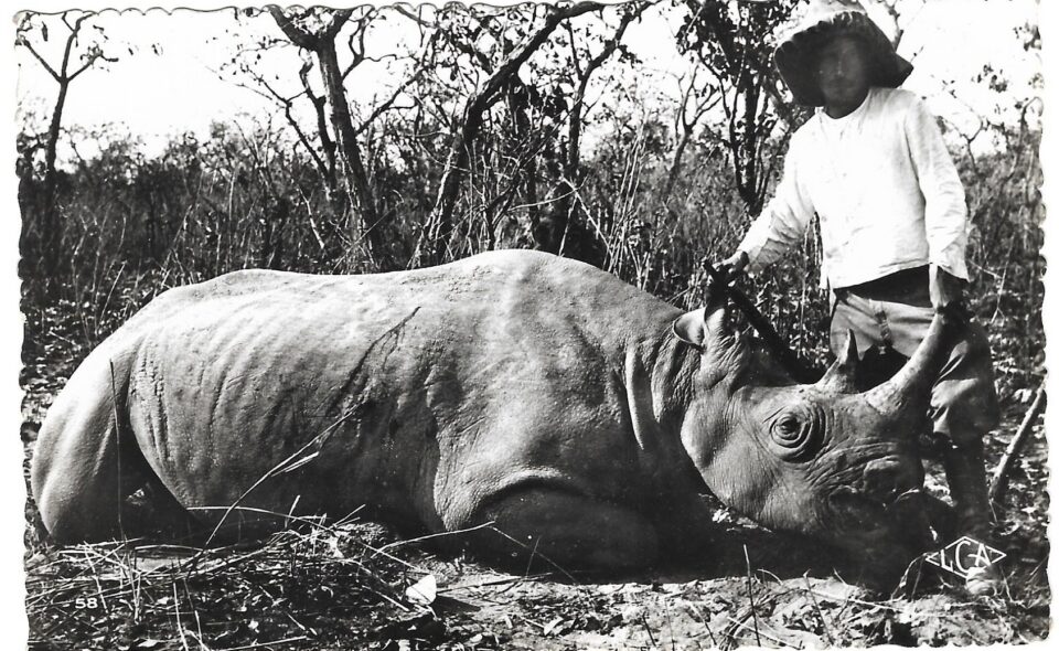 Black rhino in Cameroon