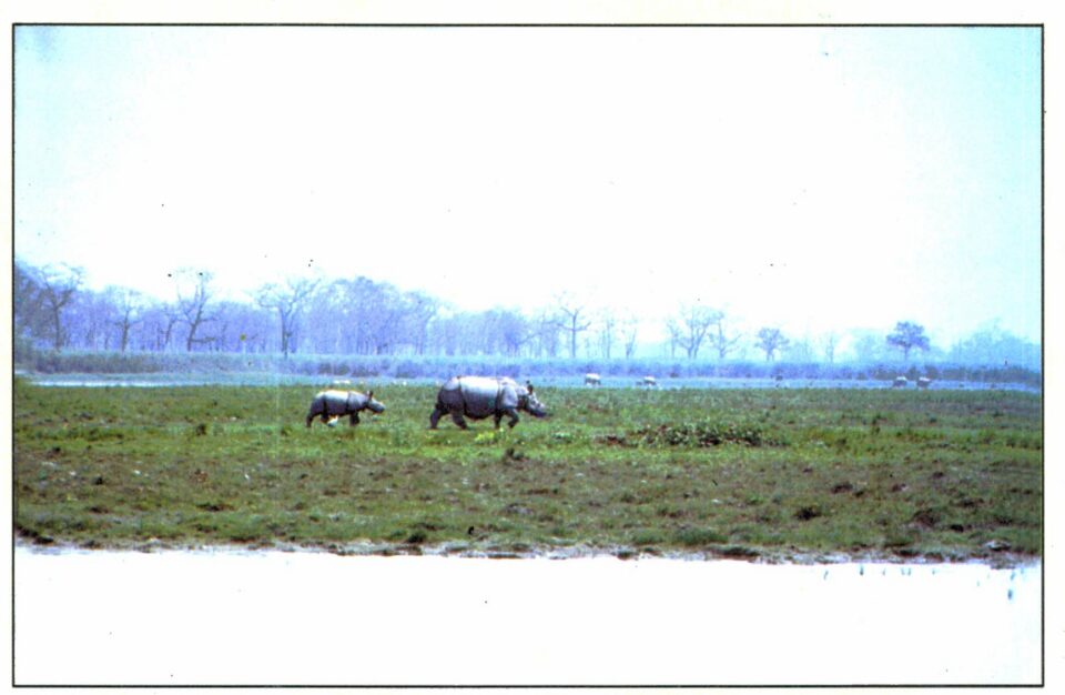 Assam rhinoceros