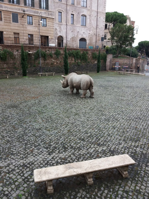 A Ceratotherium in the historic centre of Rome