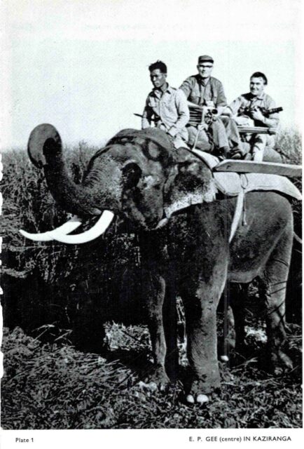 E.P. Gee in Kaziranga