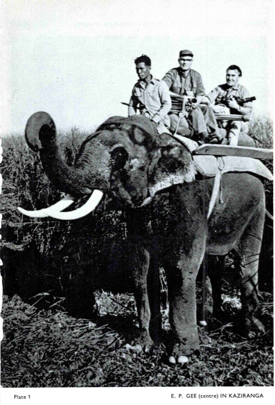 E.P. Gee in Kaziranga