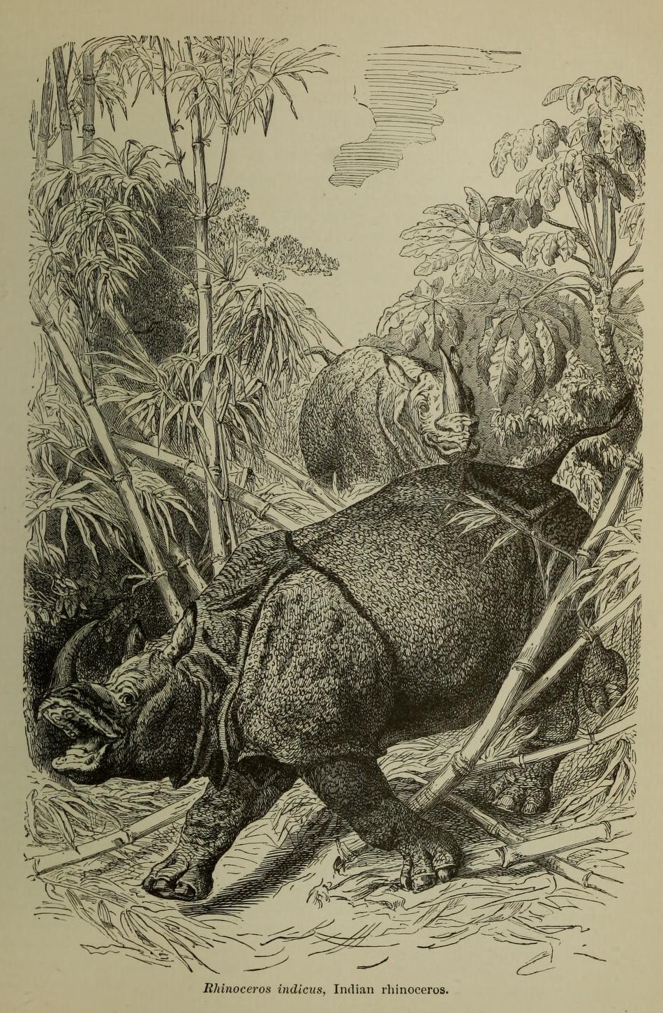 Riverside Rhinoceros indicus