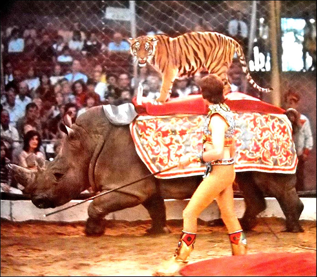 White rhino Knie Circus