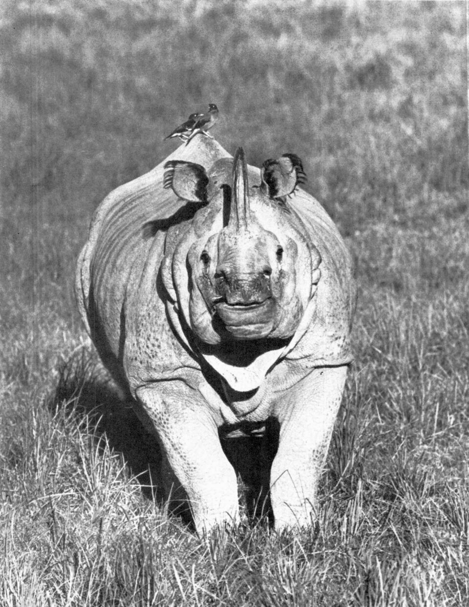Kaziranga rhino