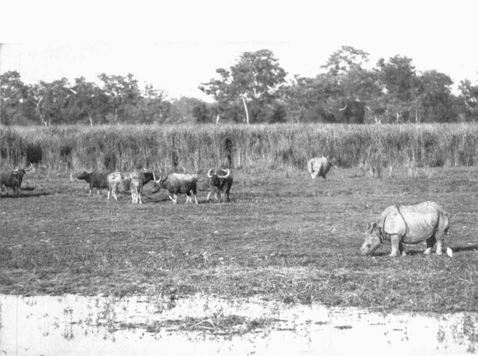 Rhino and buffaloes