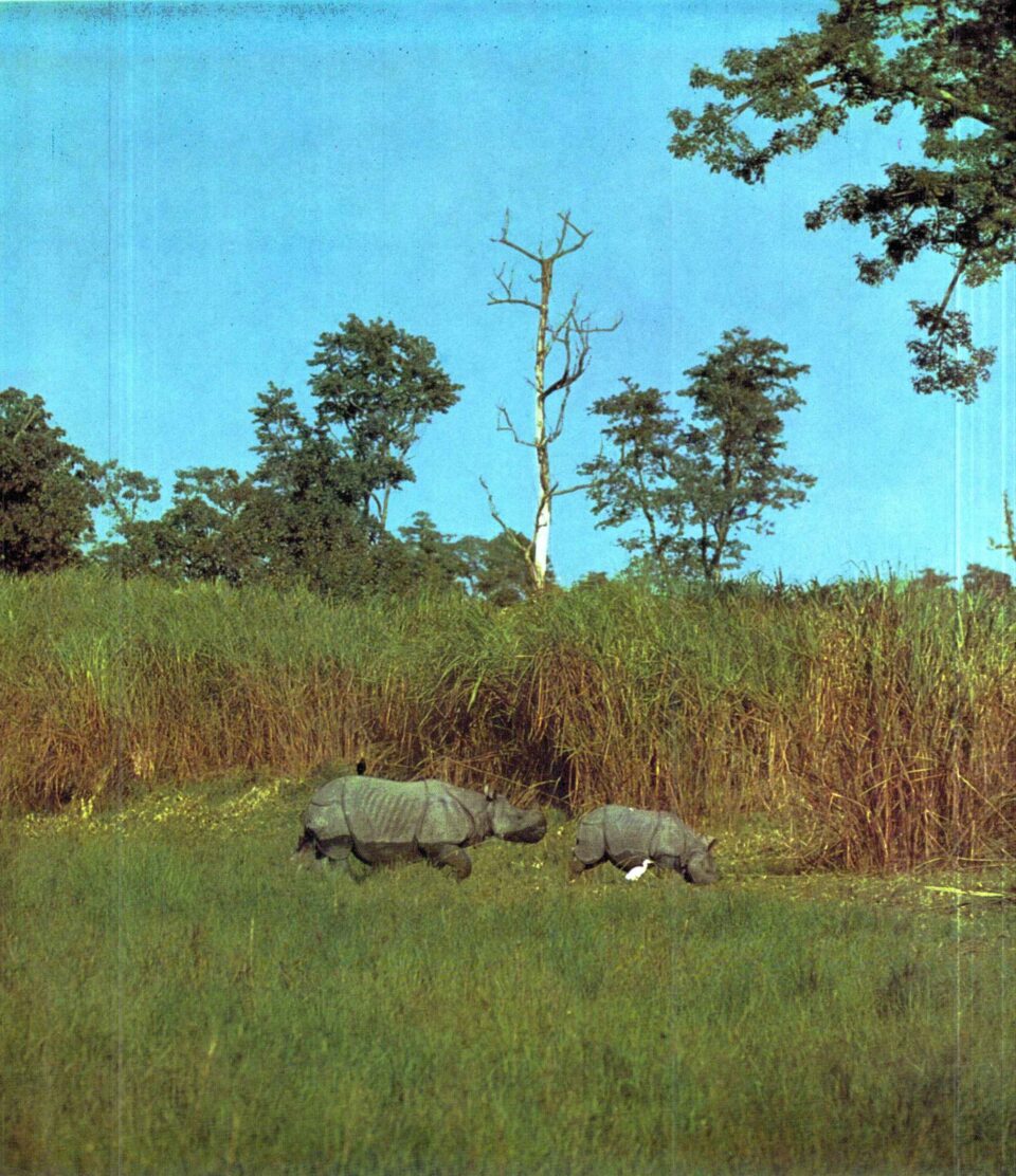 Rhinos in Kaziranga