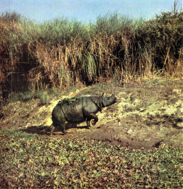 Rhino wallow
