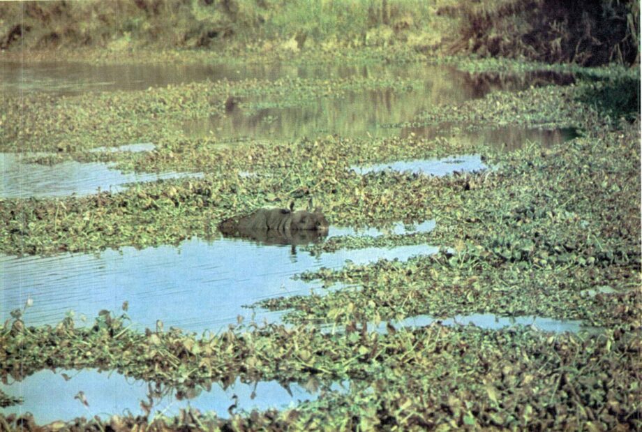 Rhino in lake