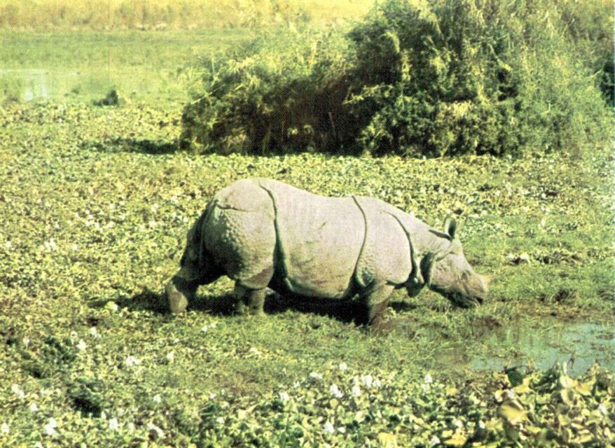 Kaziranga rhino 2