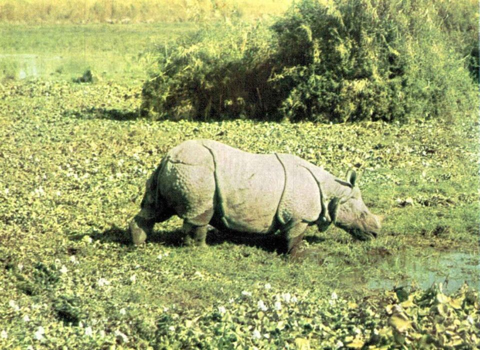 Kaziranga rhino 2