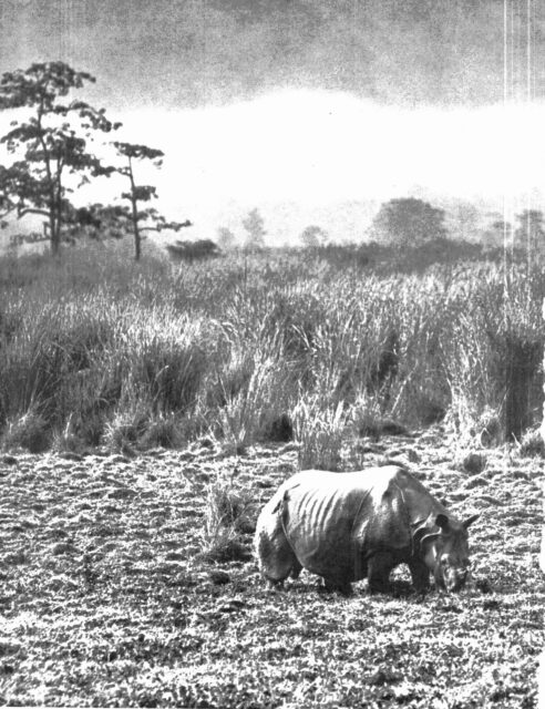 Rhino grazing in Kaziranga