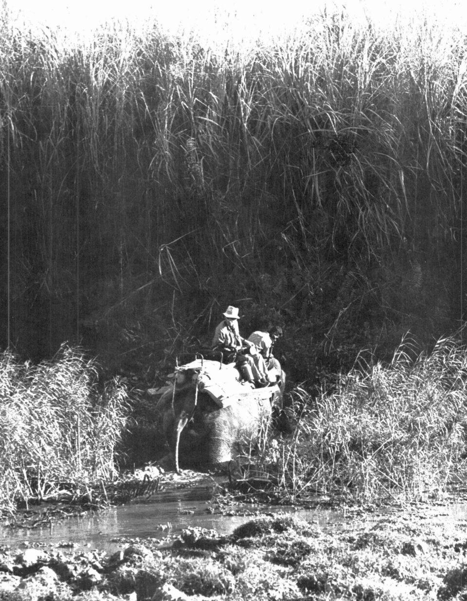 Ullrich in Kaziranga