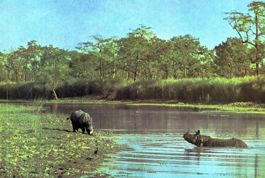 Kaziranga rhino 6