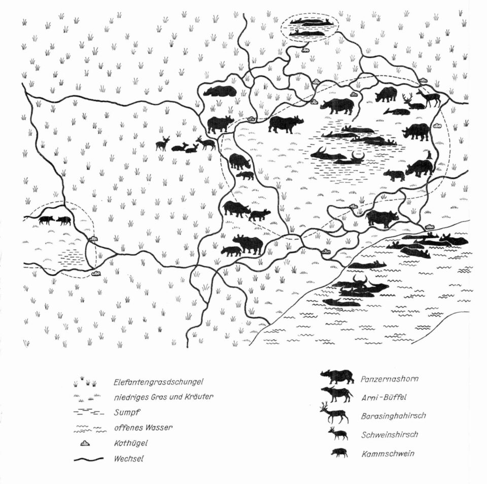 Kaziranga rhino behaviour