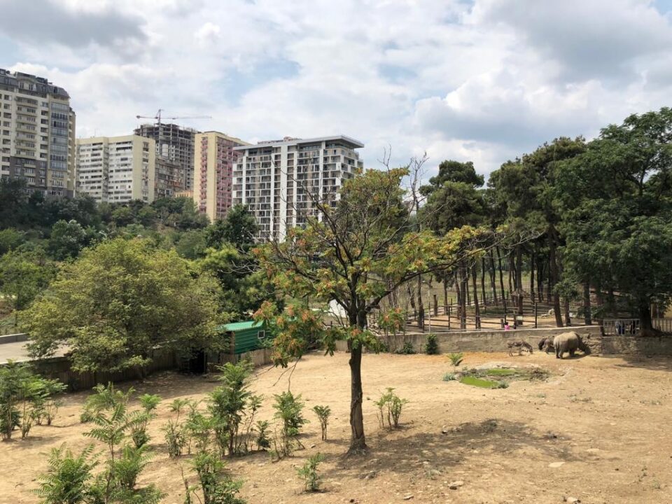 Tbilisi white rhinoceros