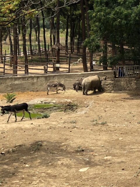 White rhino in Tbilisi